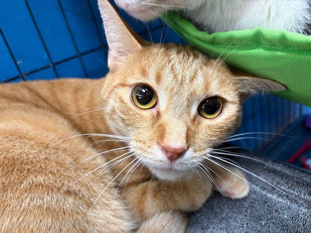 Enlarge Sherbet, an adopted Domestic Short Hair in Louisville, KY image 2/2