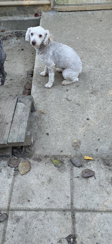 Kai, Adoptable, Adult Male Poodle.