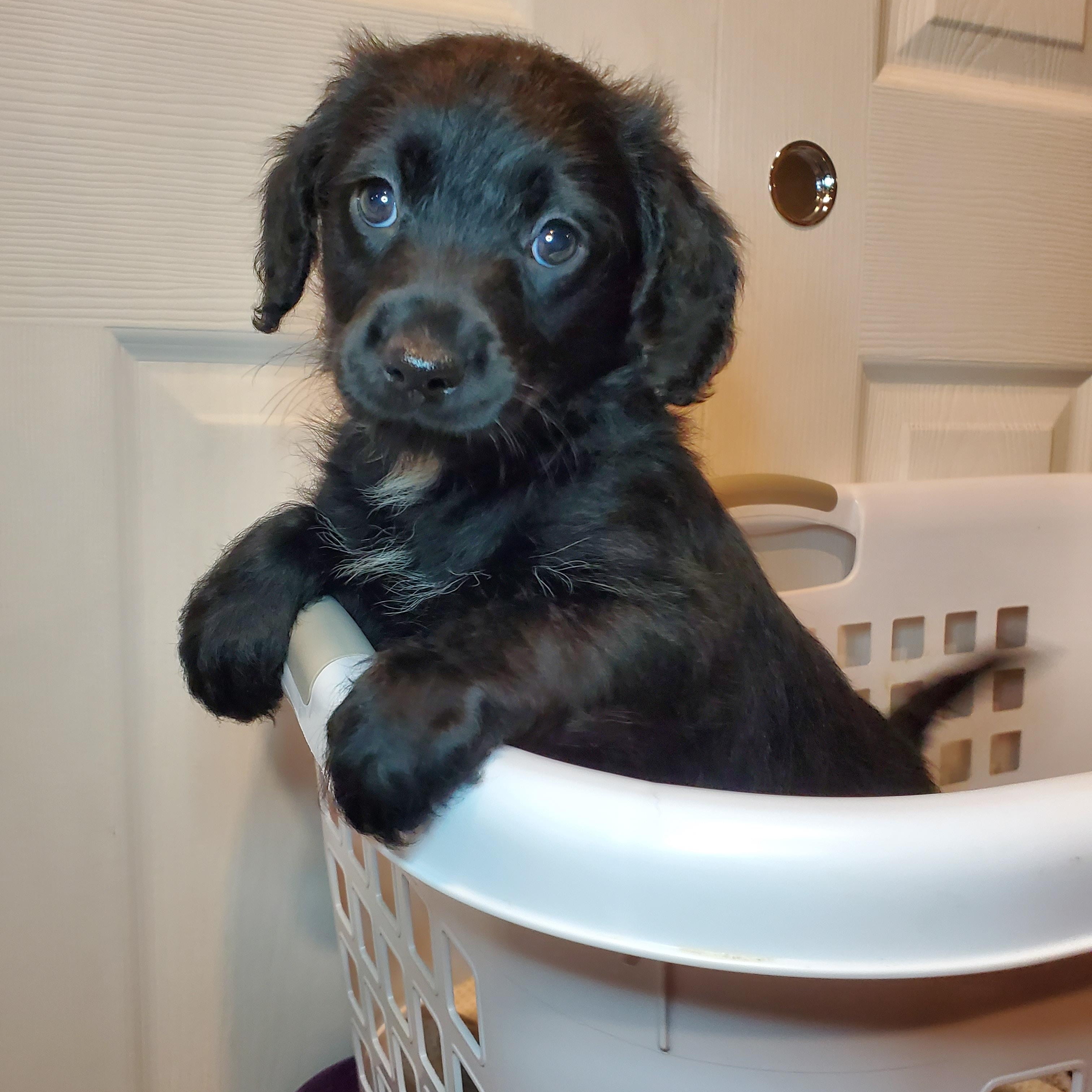 Albert , adopted, Puppy Male Poodle & Mixed Breed.