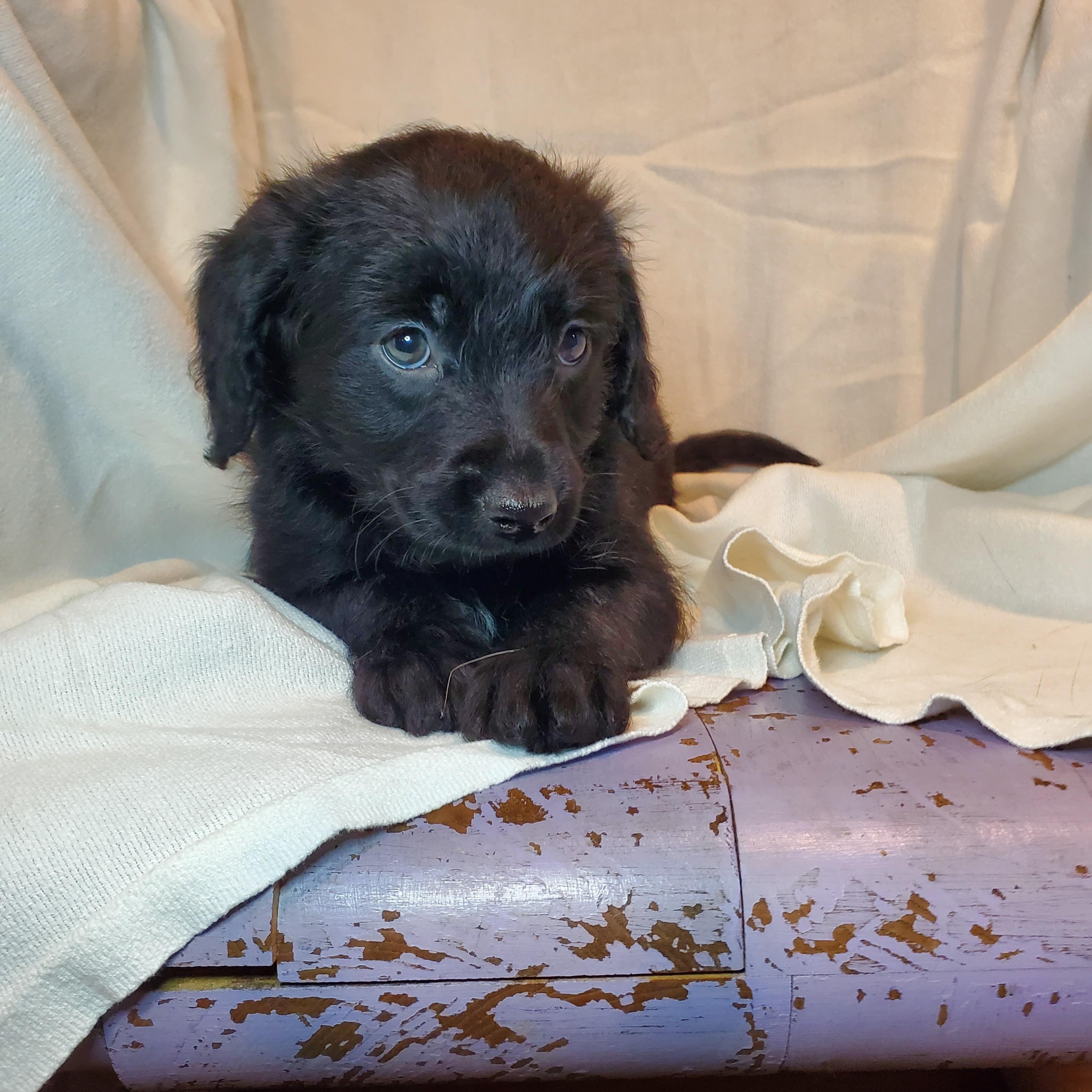 Enlarge Albert , an adopted mixed breed in Blairstown, NJ image 4/6