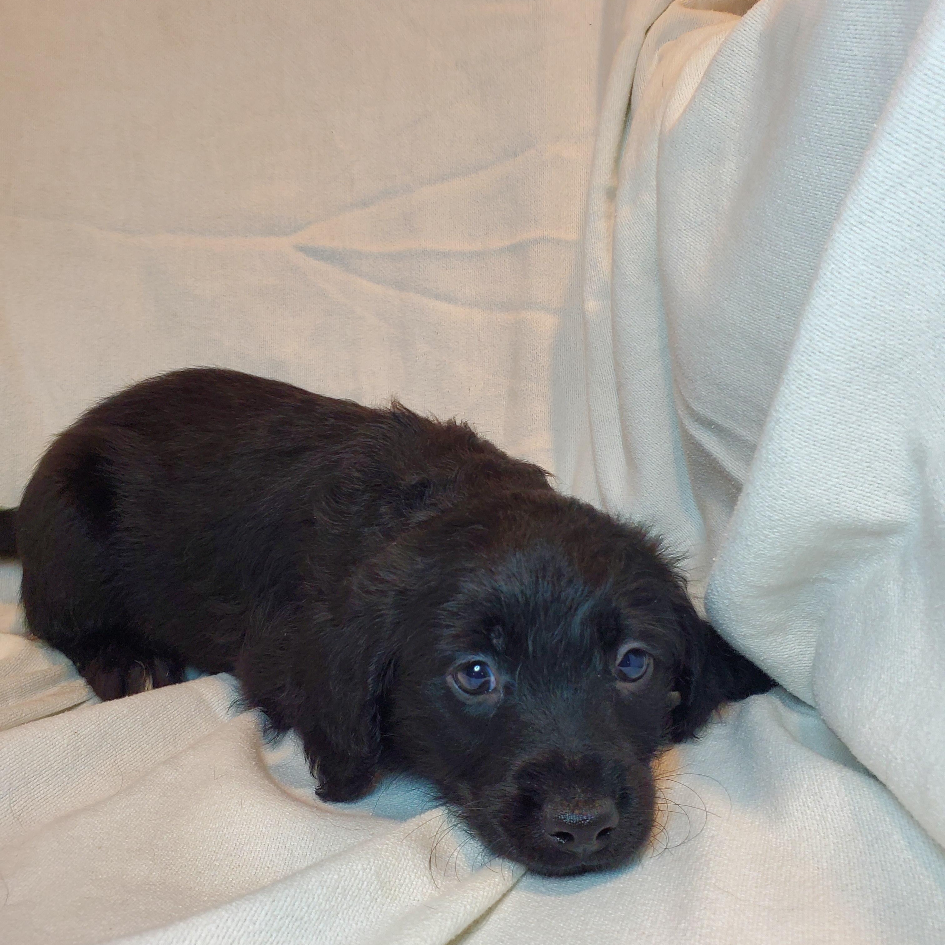 Enlarge Albert , an adopted mixed breed in Blairstown, NJ image 5/6