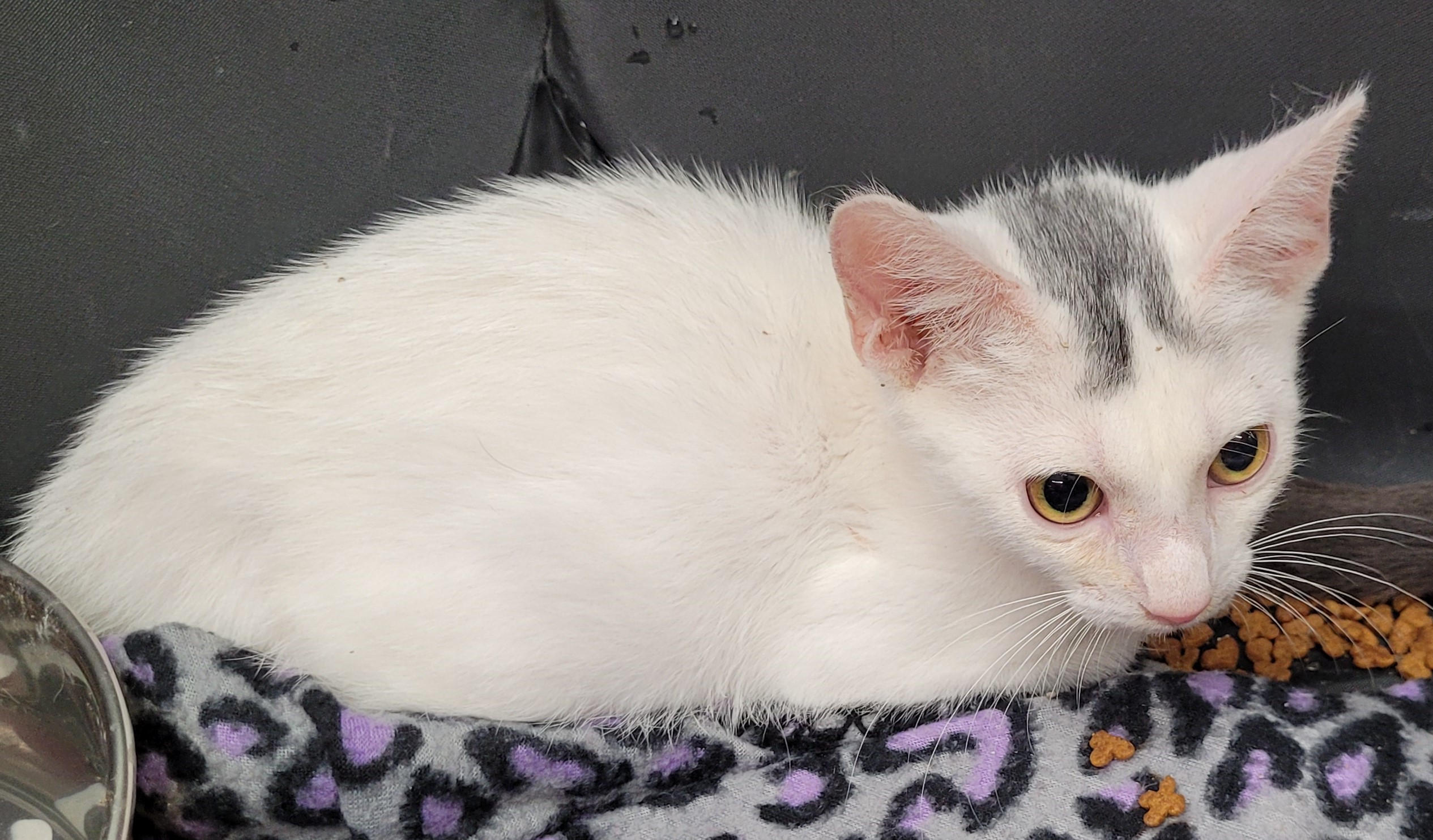 Bart (Paws Awhile Cat Cafe - Perry), an adoptable Domestic Short Hair in Warner Robins, GA, 31093 | Photo Image 3