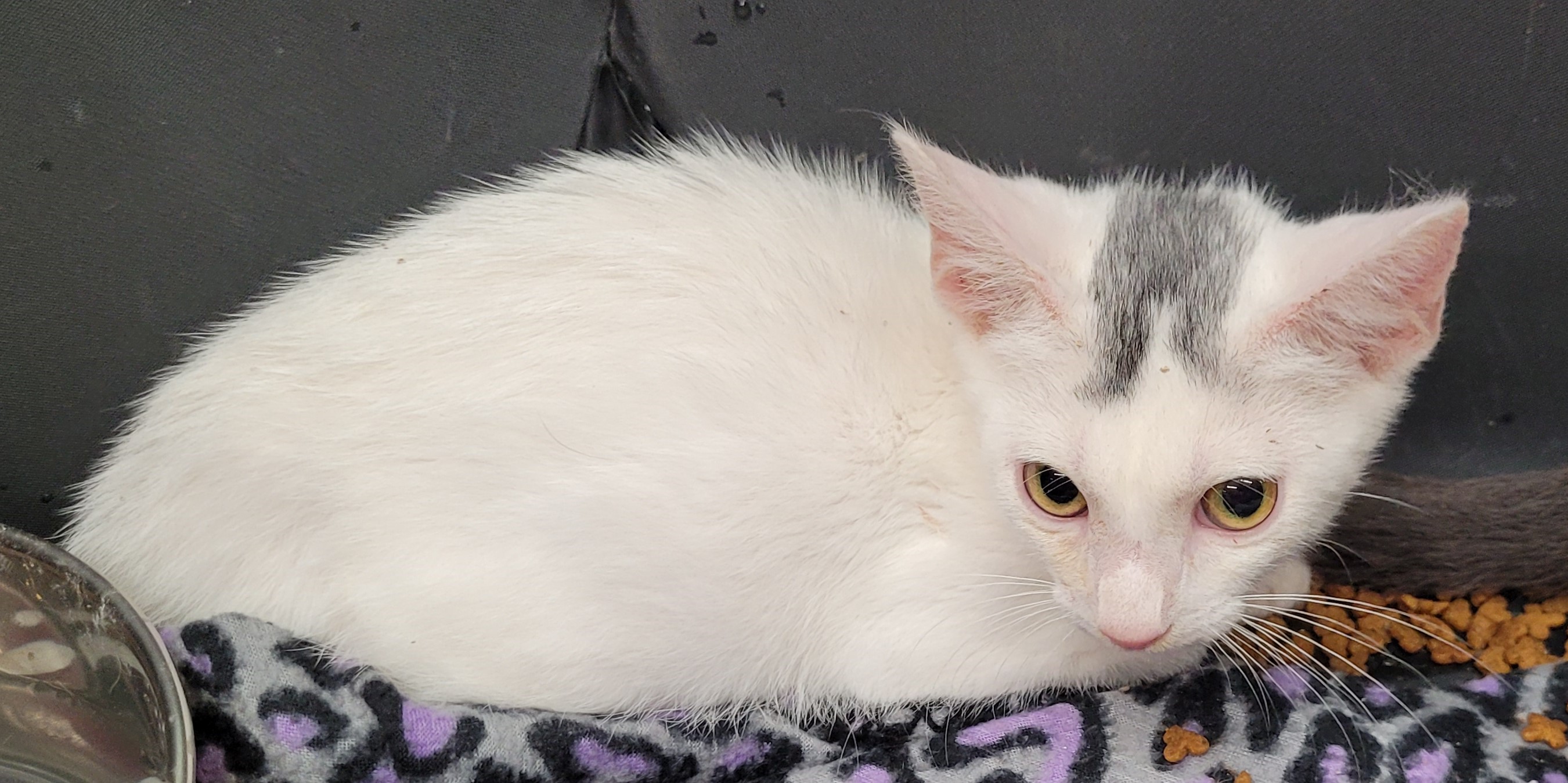 Bart (Paws Awhile Cat Cafe - Perry), an adoptable Domestic Short Hair in Warner Robins, GA, 31093 | Photo Image 4