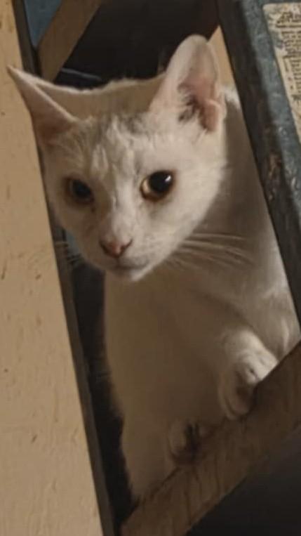 Bart, a Adoptable Domestic Short Hair in Warner Robins, GA image 1/5