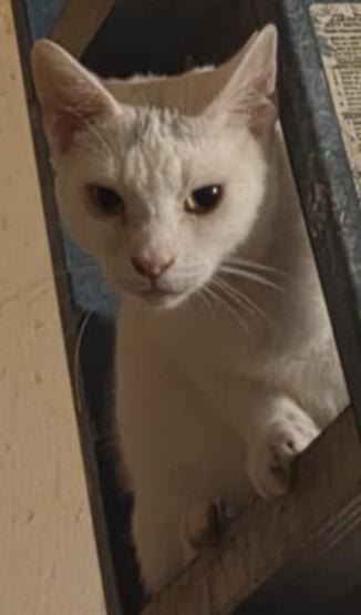 Bart (Paws Awhile Cat Cafe - Perry), an adoptable Domestic Short Hair in Warner Robins, GA, 31093 | Photo Image 2