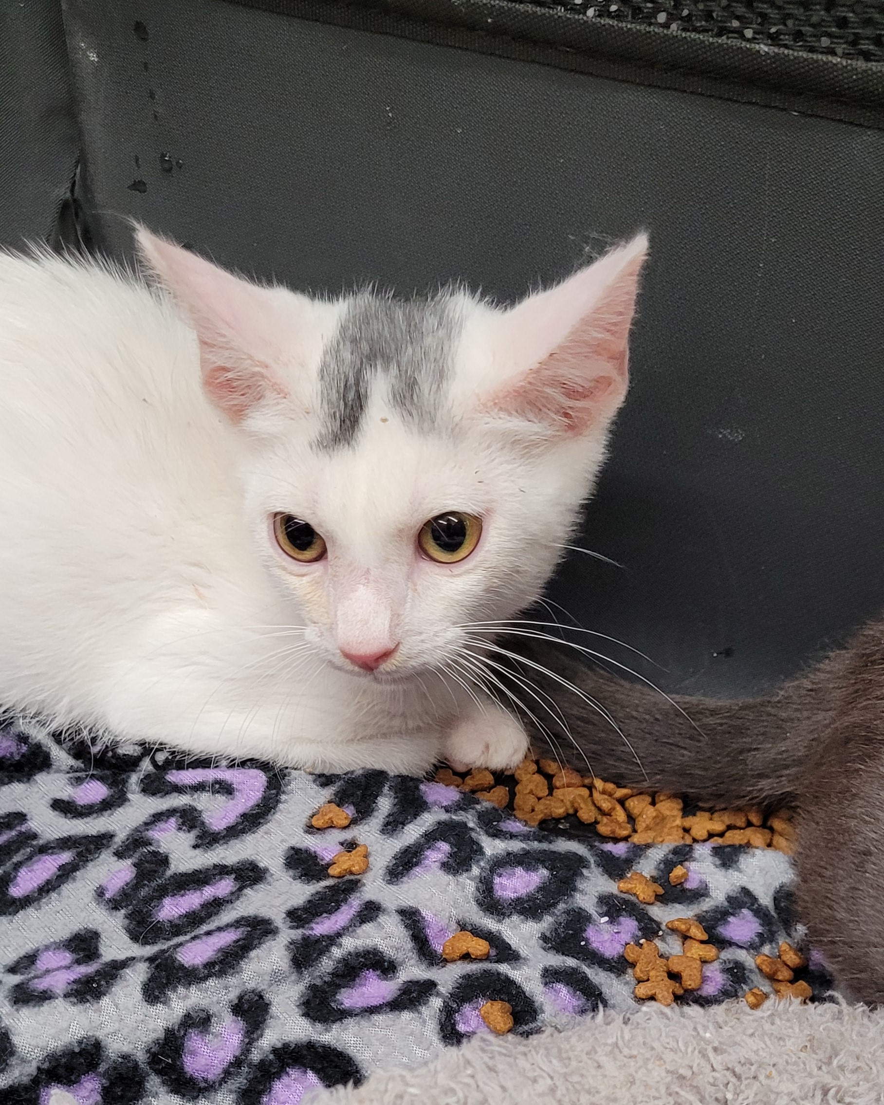 Bart (Paws Awhile Cat Cafe - Perry), an adoptable Domestic Short Hair in Warner Robins, GA, 31093 | Photo Image 5