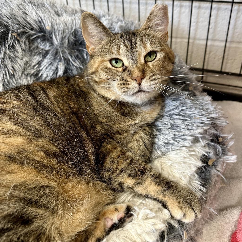 Avalon, a Adoptable Domestic Short Hair in Middleburg Heights , OH image 1/6