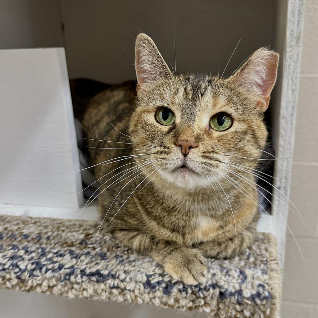 Avalon, a Adoptable Domestic Short Hair in Middleburg Heights , OH image 2/6