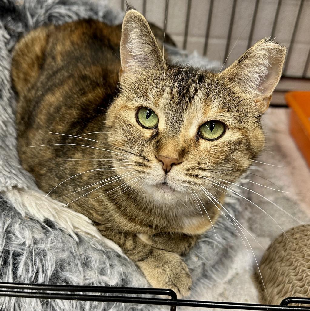 Avalon, a Adoptable Domestic Short Hair in Middleburg Heights , OH image 3/6