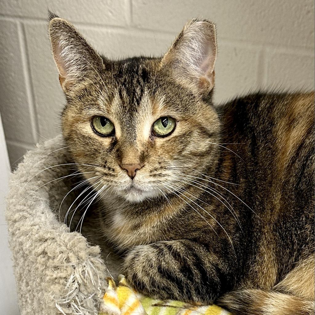 Avalon, a Adoptable Domestic Short Hair in Middleburg Heights , OH image 4/6