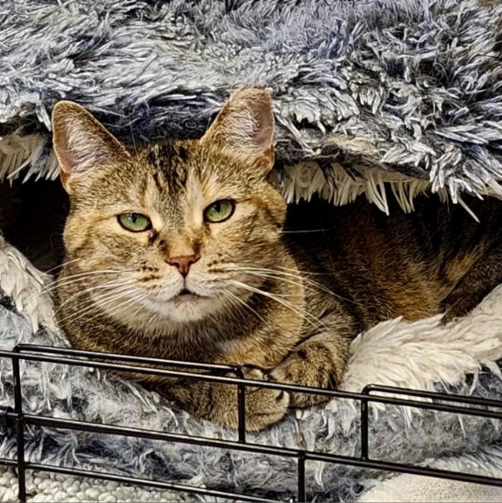 Avalon, a Adoptable Domestic Short Hair in Middleburg Heights , OH image 5/6