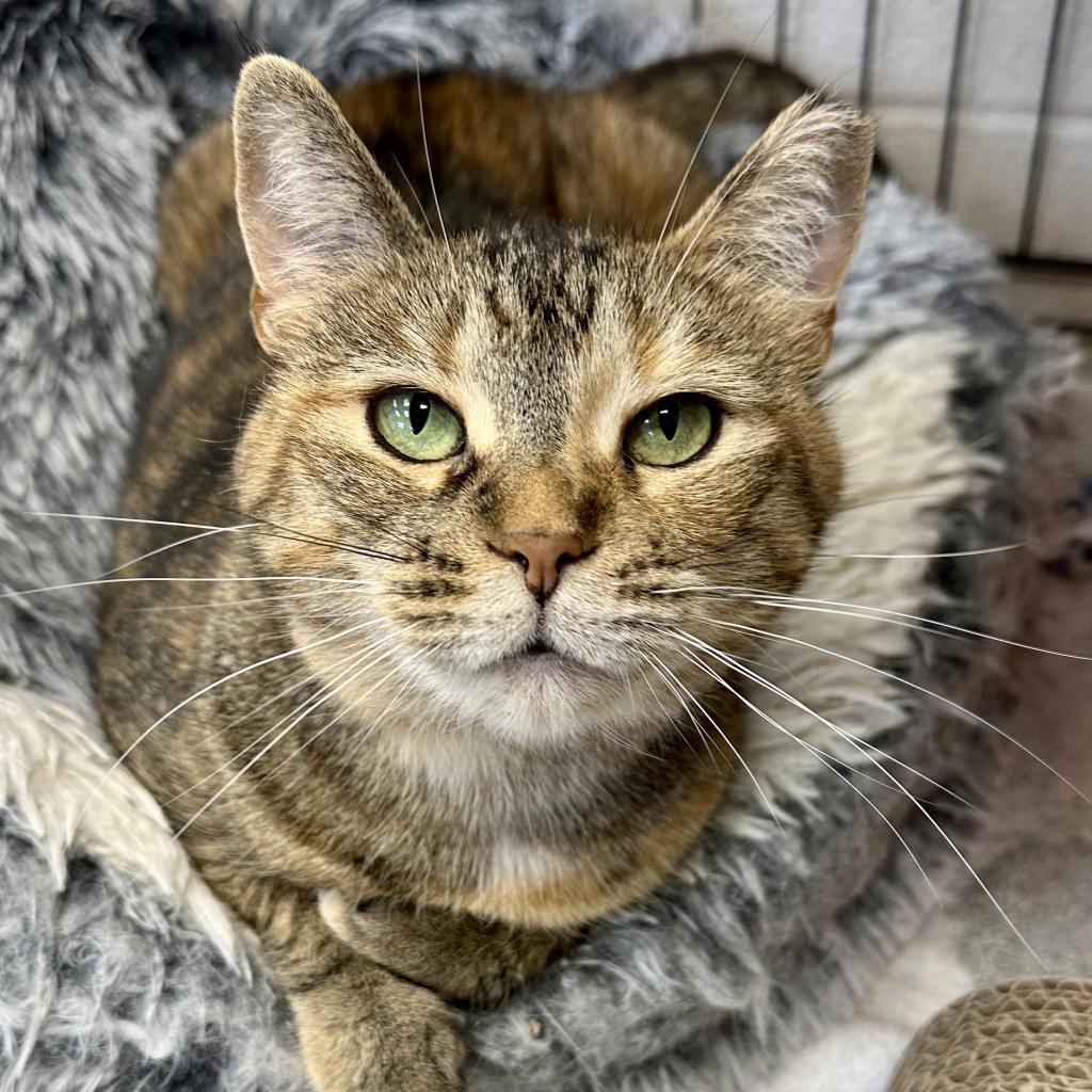 Avalon, a Adoptable Domestic Short Hair in Middleburg Heights , OH image 6/6