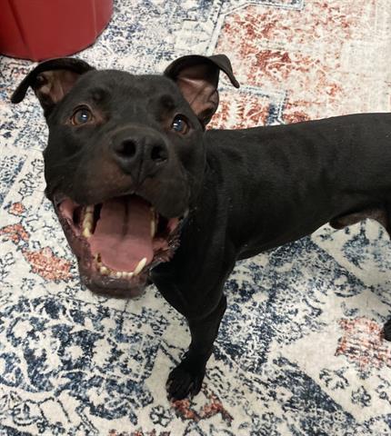 Enlarge PHILLY, a Adoptable Pit Bull Terrier in Dayton, OH image 1/1