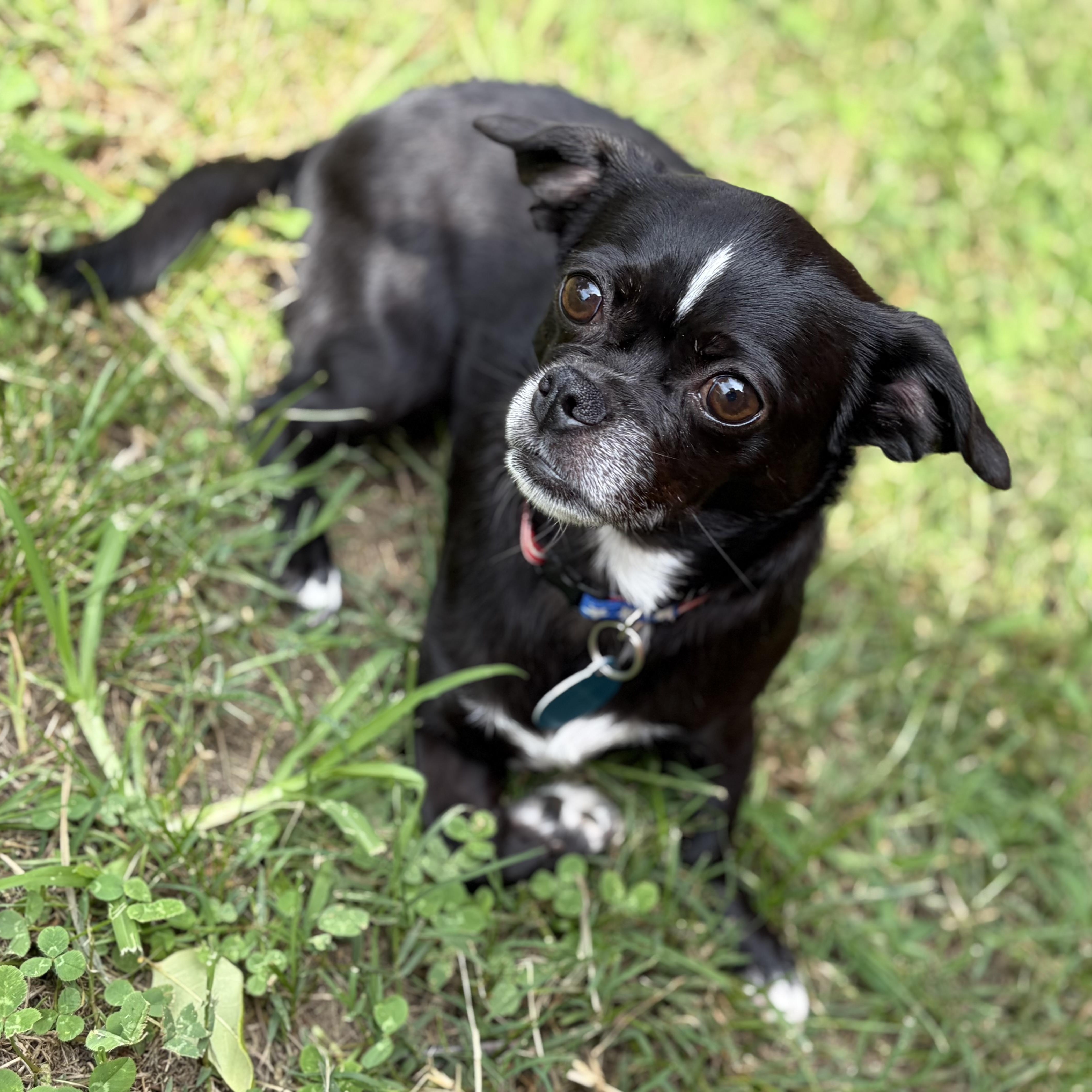 Enlarge Katie, a Adoptable mixed breed in Greensboro, NC image 6/6