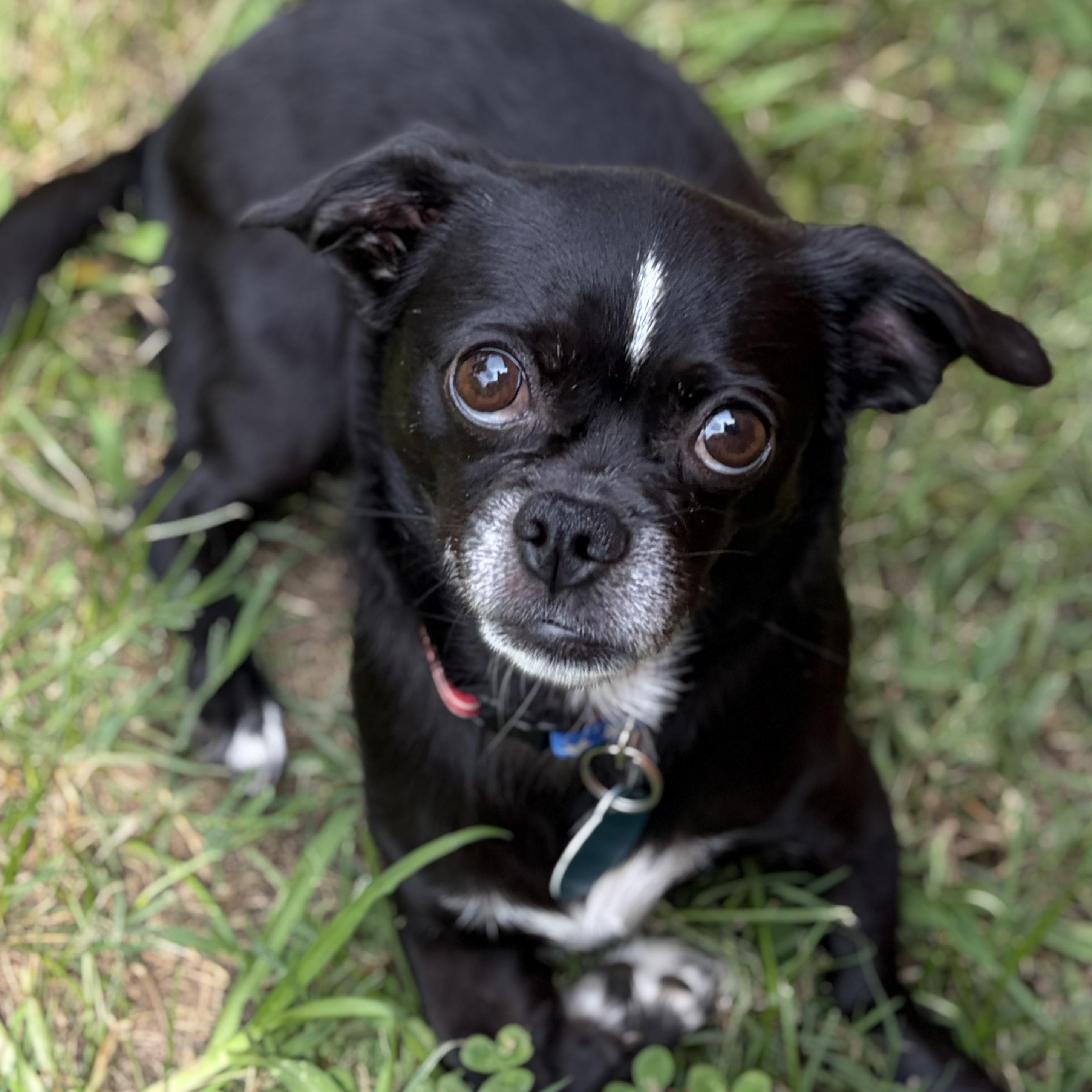 Enlarge Katie, a Adoptable mixed breed in Greensboro, NC image 5/6