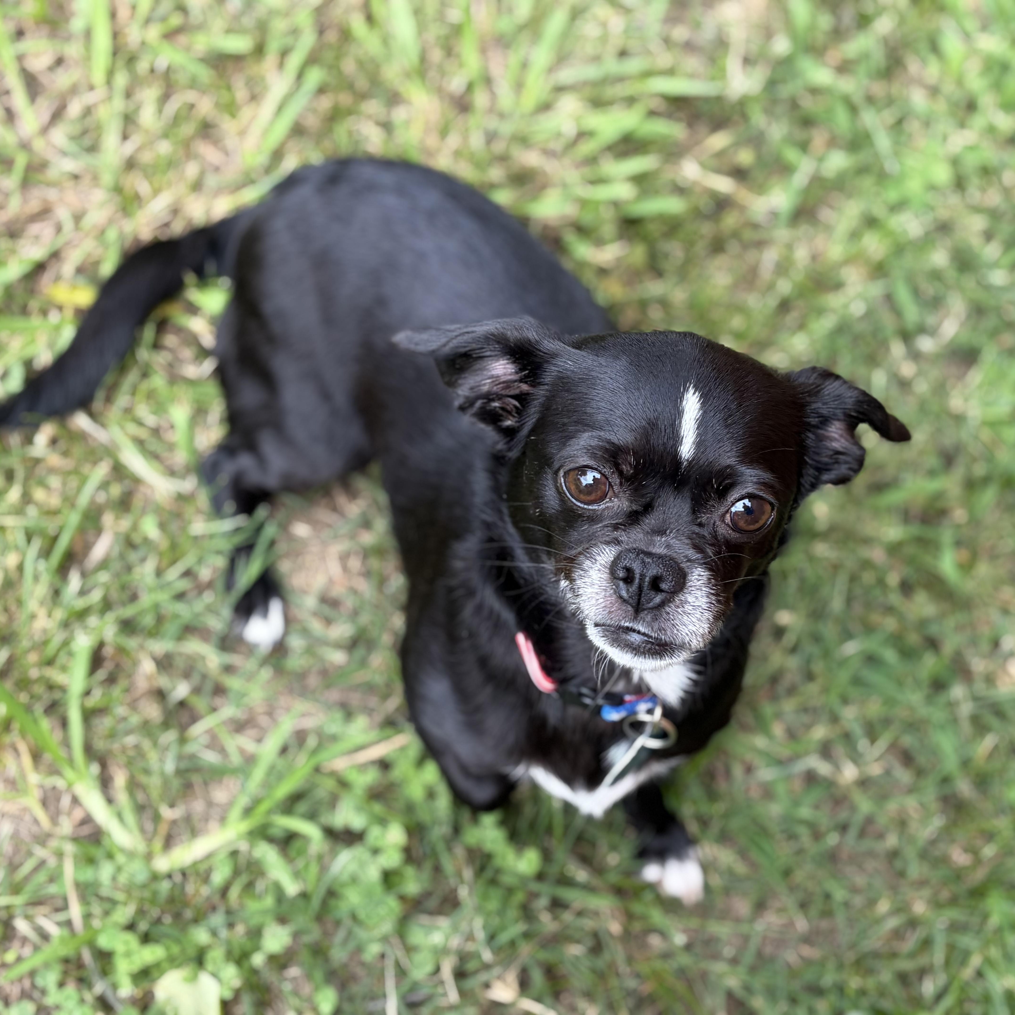 Enlarge Katie, a Adoptable mixed breed in Greensboro, NC image 3/6