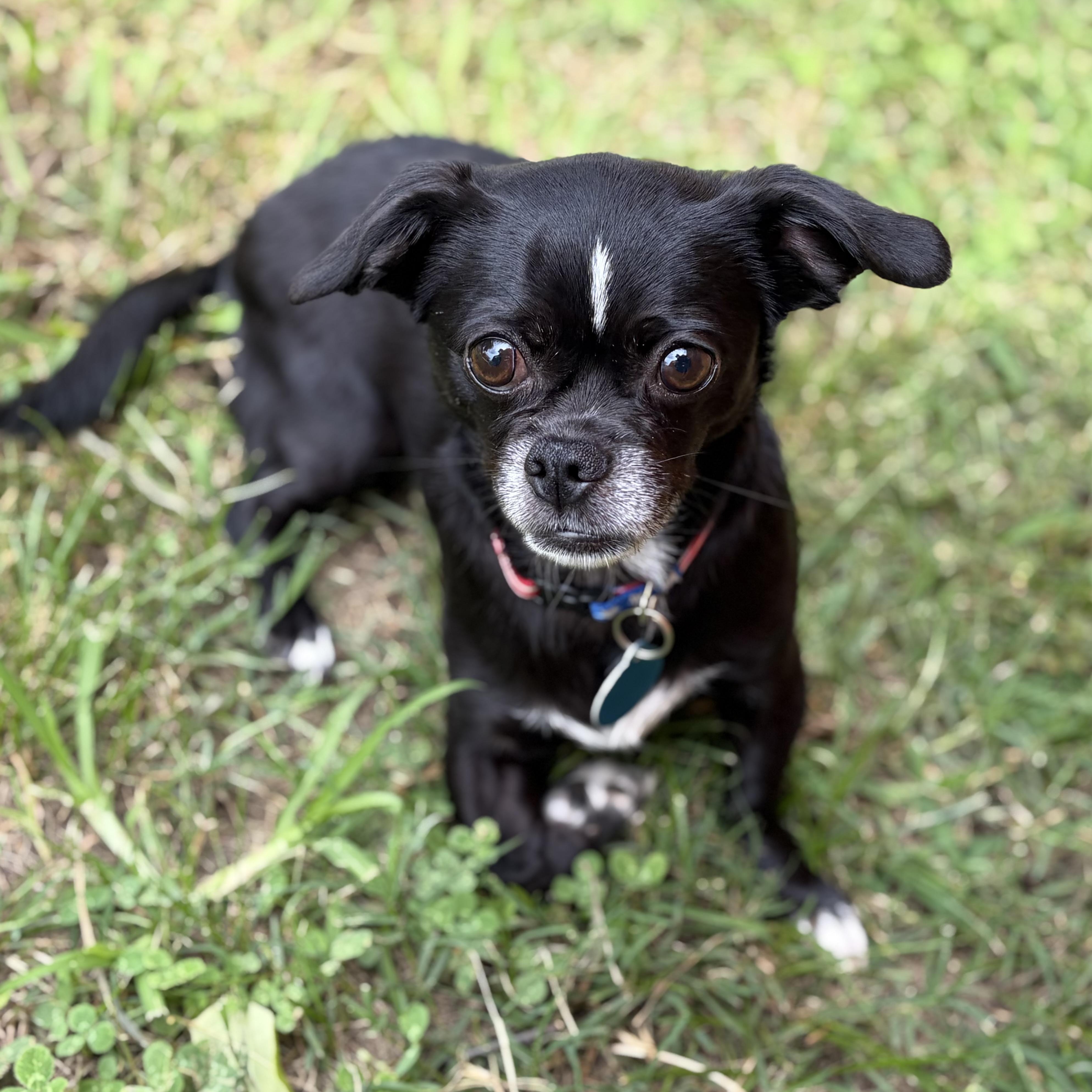 Enlarge Katie, a Adoptable mixed breed in Greensboro, NC image 2/6