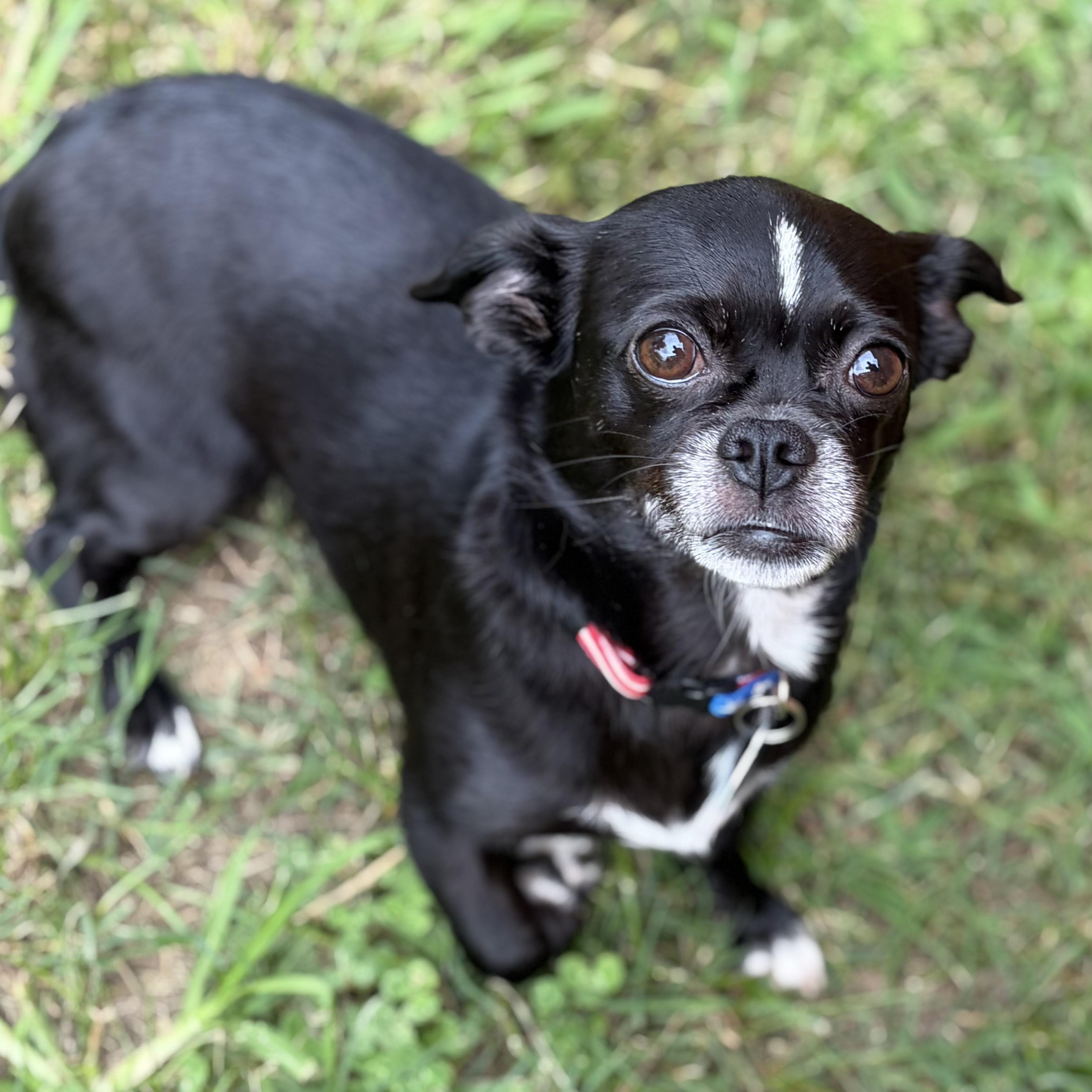 Enlarge Katie, a Adoptable mixed breed in Greensboro, NC image 4/6