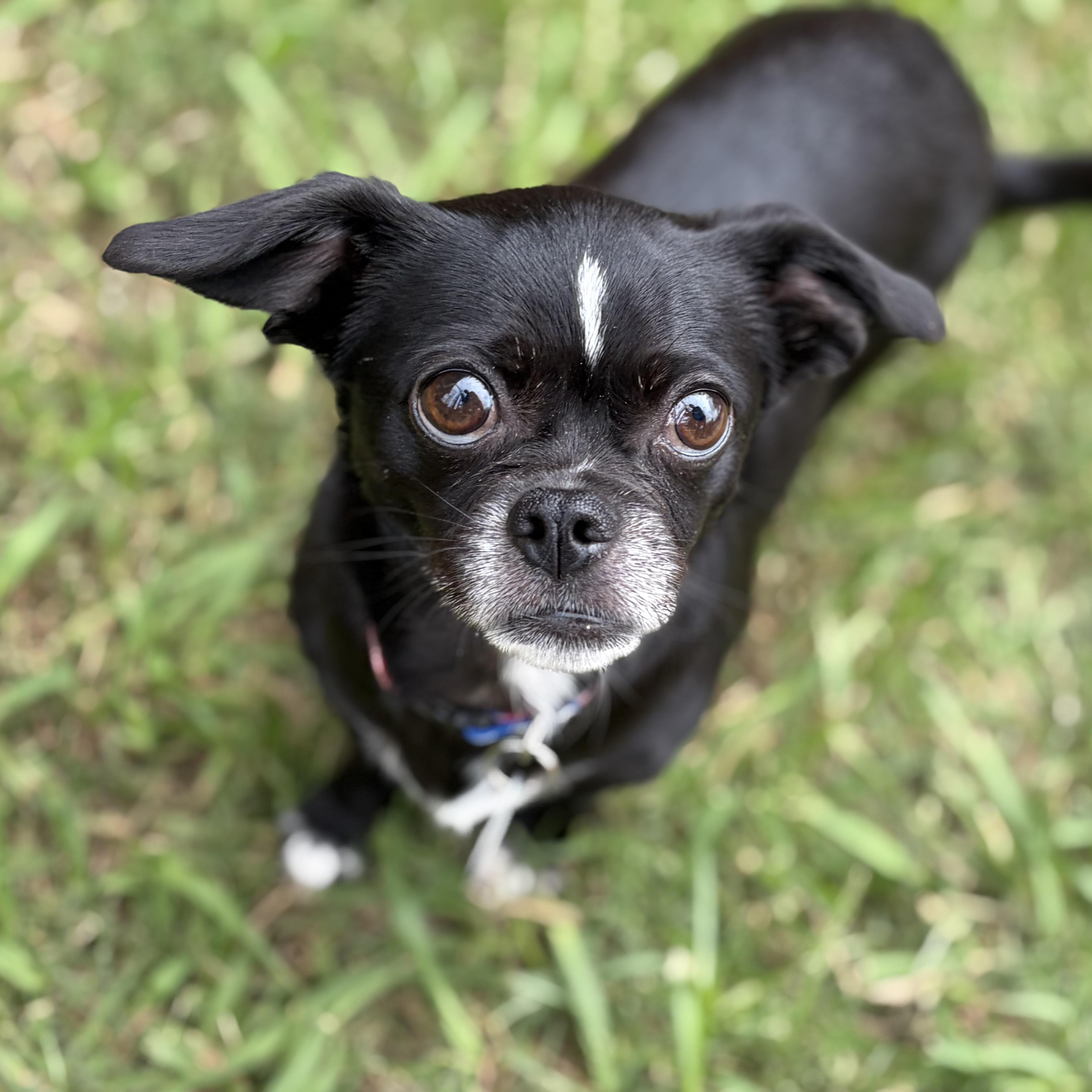 Katie, Adoptable, Adult Female Chihuahua.