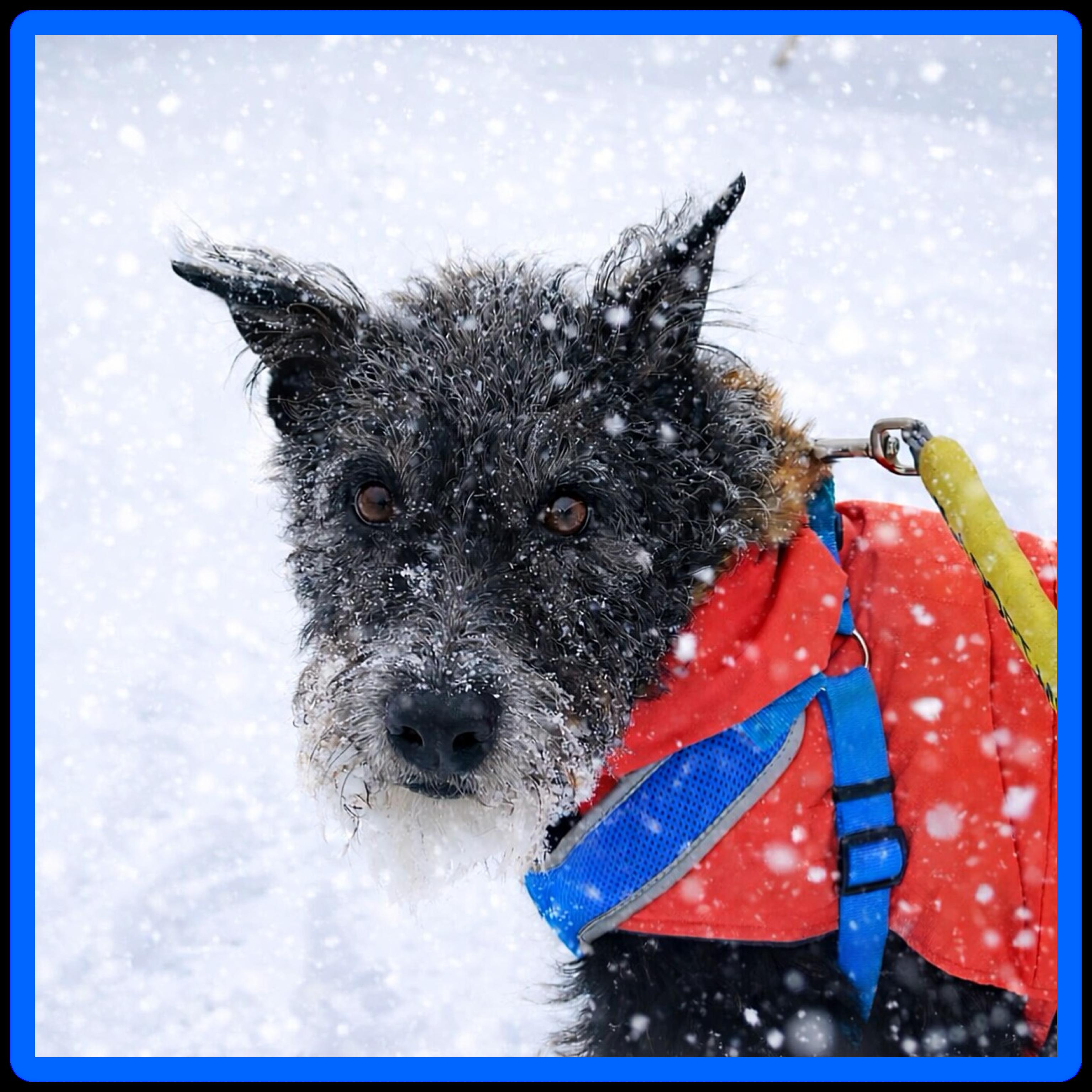 George, Adoptable, Adult Male Schnauzer.