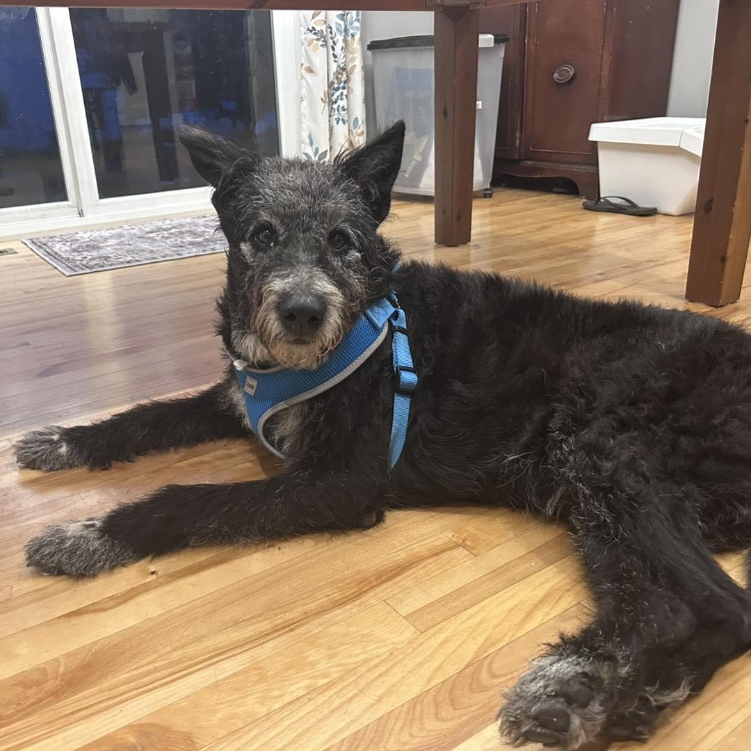 Enlarge George, a Adoptable mixed breed in Hartland, WI image 1/6