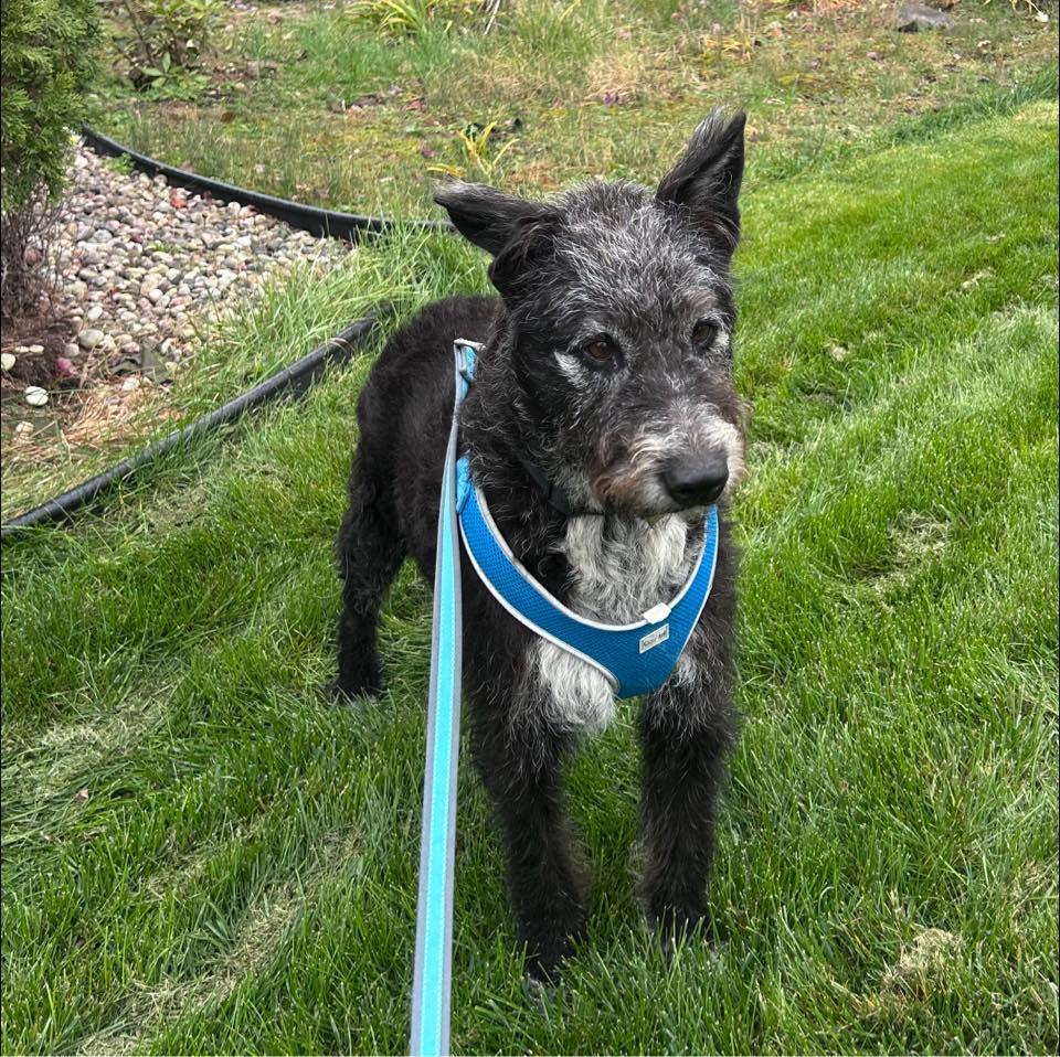 Enlarge George, a Adoptable mixed breed in Hartland, WI image 4/6