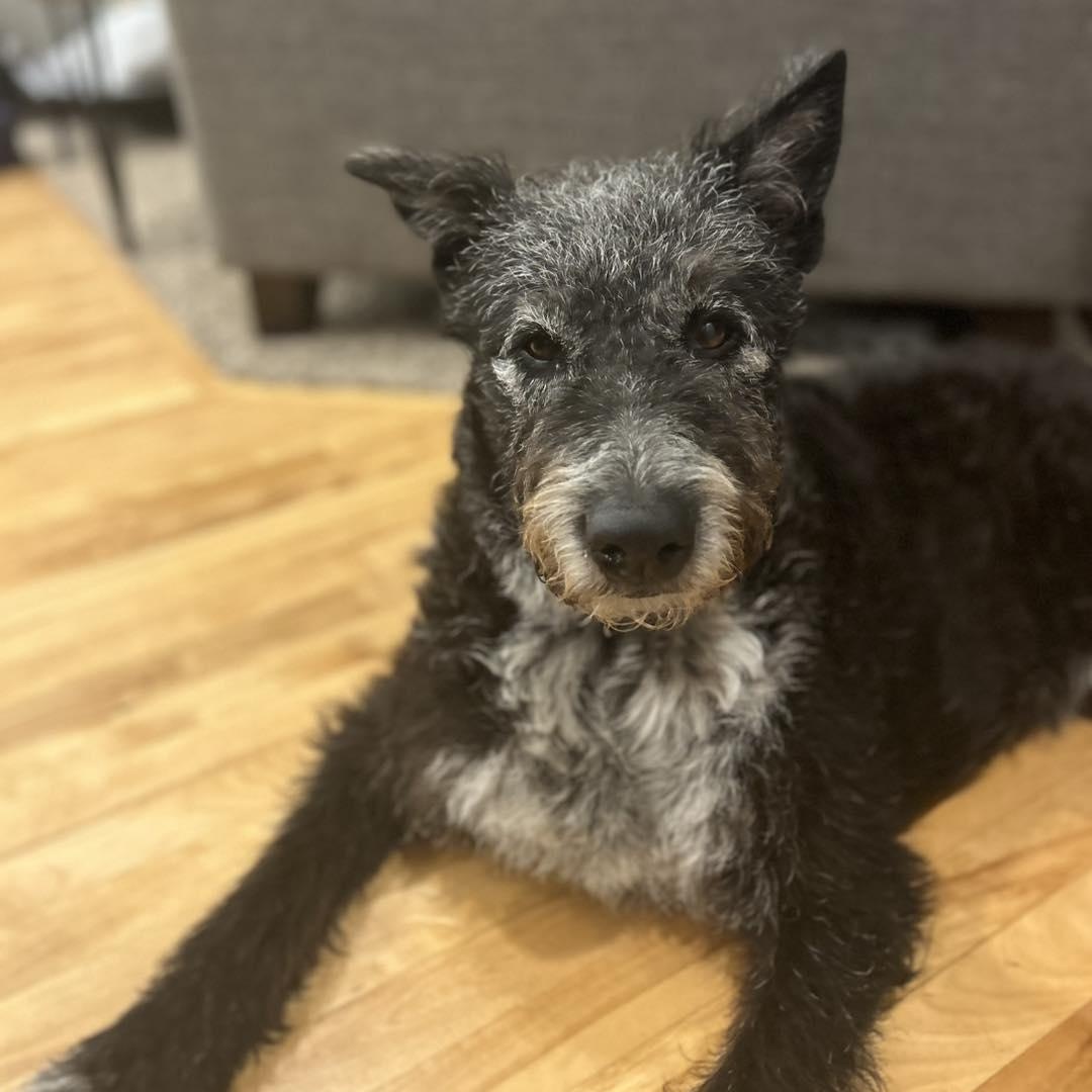 Enlarge George, a Adoptable mixed breed in Hartland, WI image 2/6