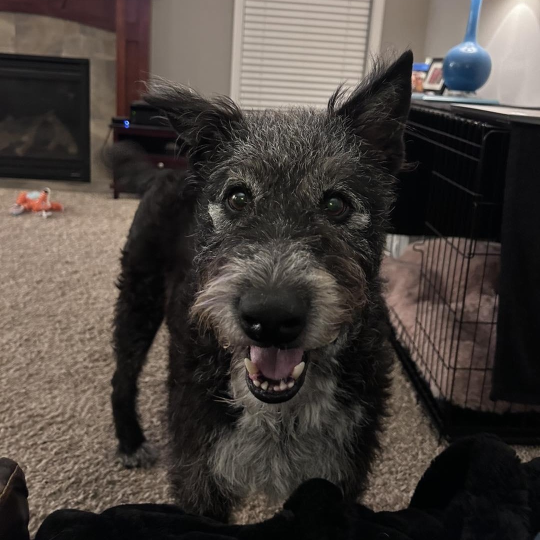 Enlarge George, a Adoptable mixed breed in Hartland, WI image 5/6