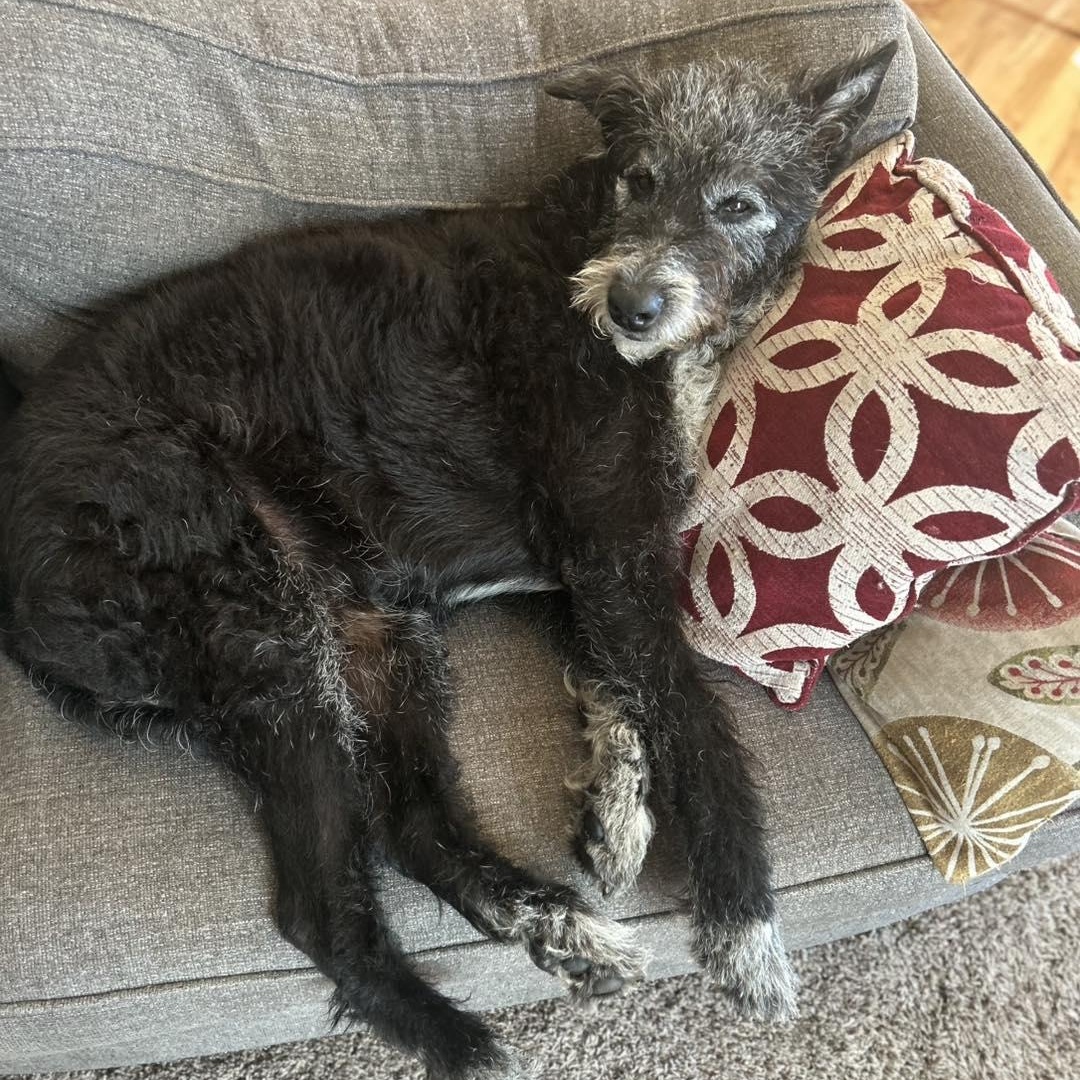 Enlarge George, a Adoptable mixed breed in Hartland, WI image 3/6