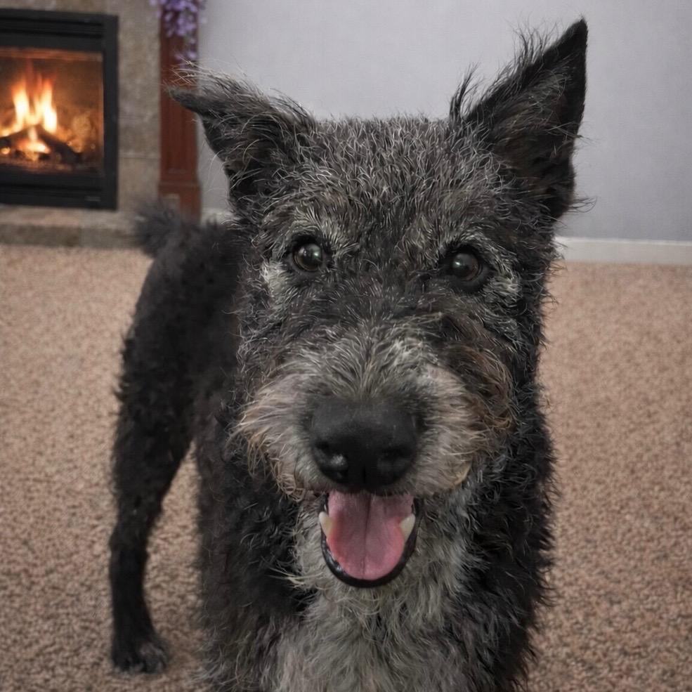 George, a Adoptable mixed breed in Hartland, WI image 2/6