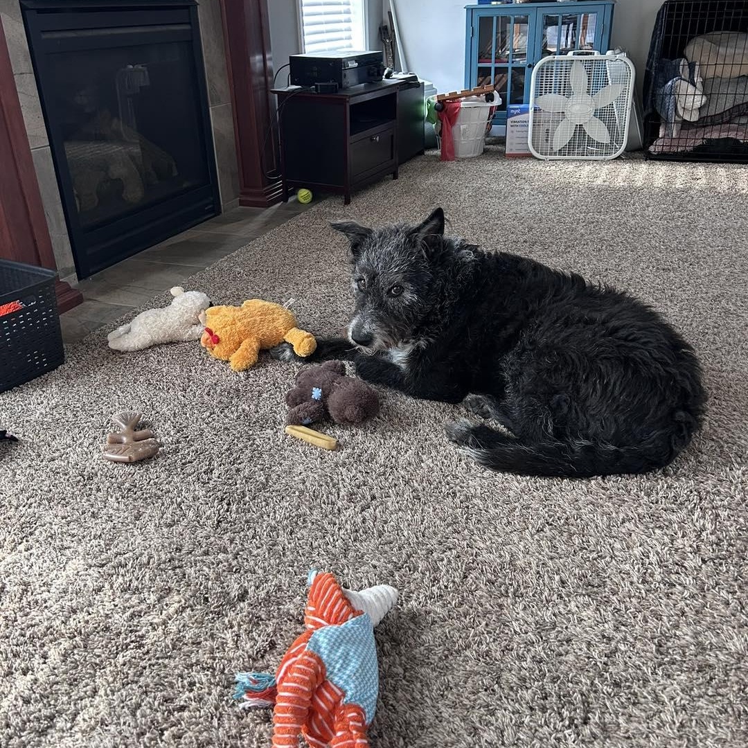 Enlarge George - Home Visit in Process, an adopted mixed breed in Hartland, WI image 4/6