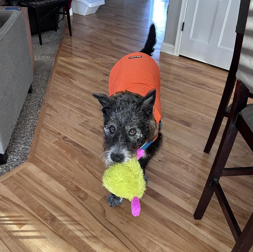 Enlarge George - Home Visit in Process, an adopted mixed breed in Hartland, WI image 3/6