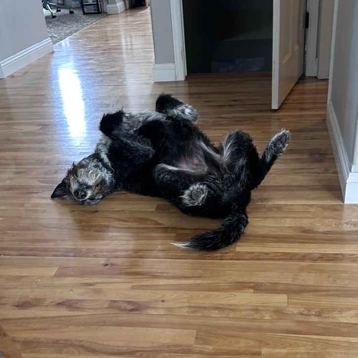 Enlarge George - Home Visit in Process, an adopted mixed breed in Hartland, WI image 5/6