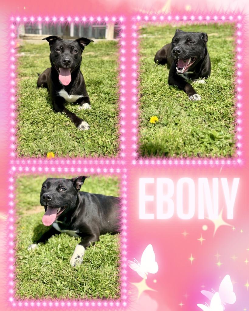 Enlarge Ebony, a Adoptable mixed breed in Hopkinsville, KY image 1/6