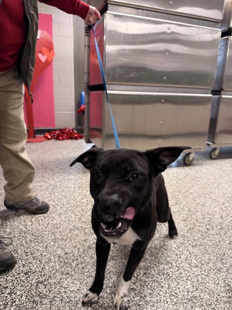 Ebony, Adoptable, Young Female Pit Bull Terrier.