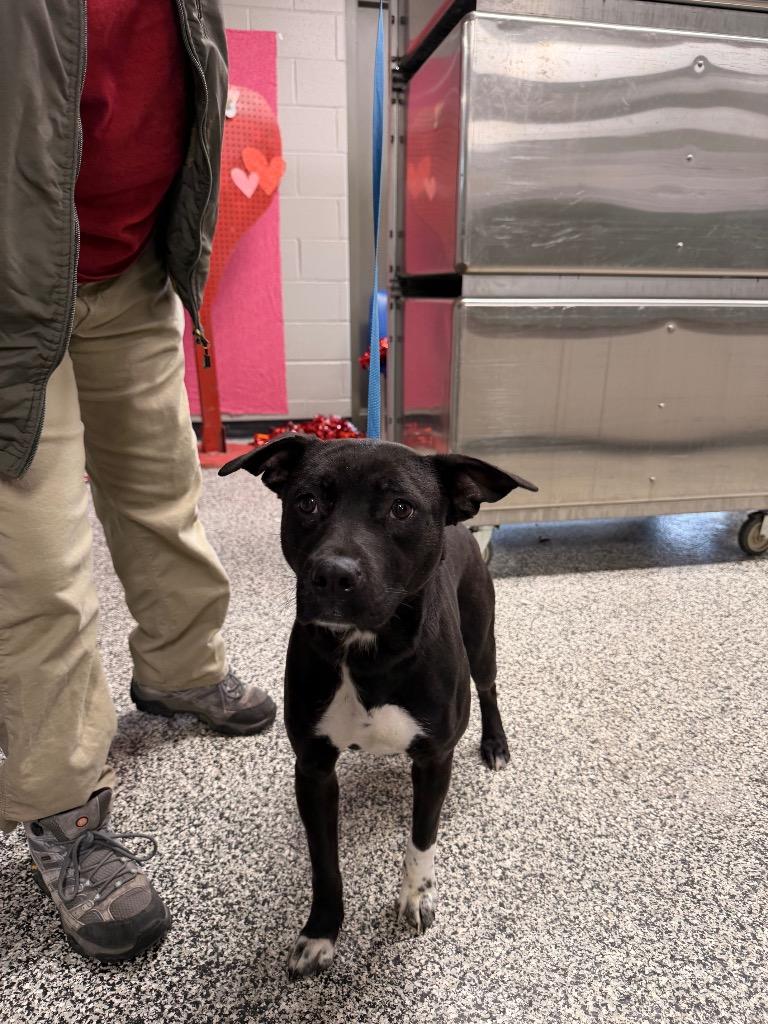 Enlarge Ebony, a Adoptable mixed breed in Hopkinsville, KY image 2/5