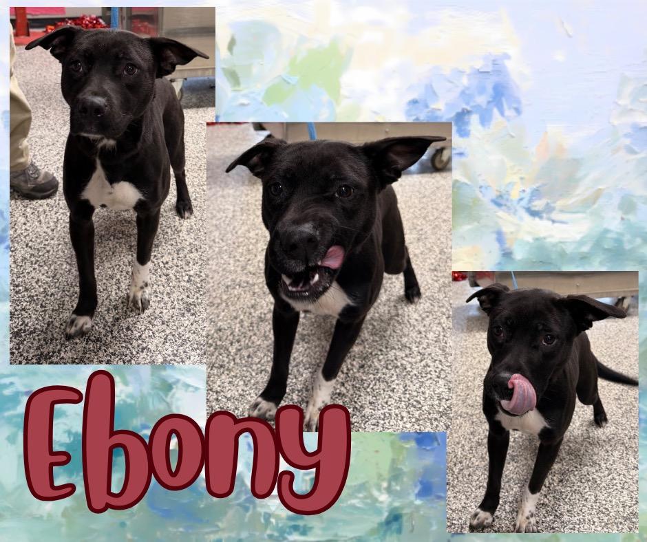 Enlarge Ebony, a Adoptable mixed breed in Hopkinsville, KY image 3/5