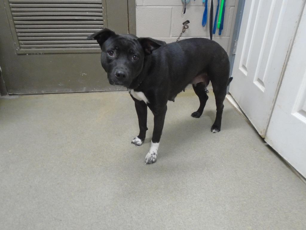 Enlarge Ebony, a Adoptable mixed breed in Hopkinsville, KY image 5/5