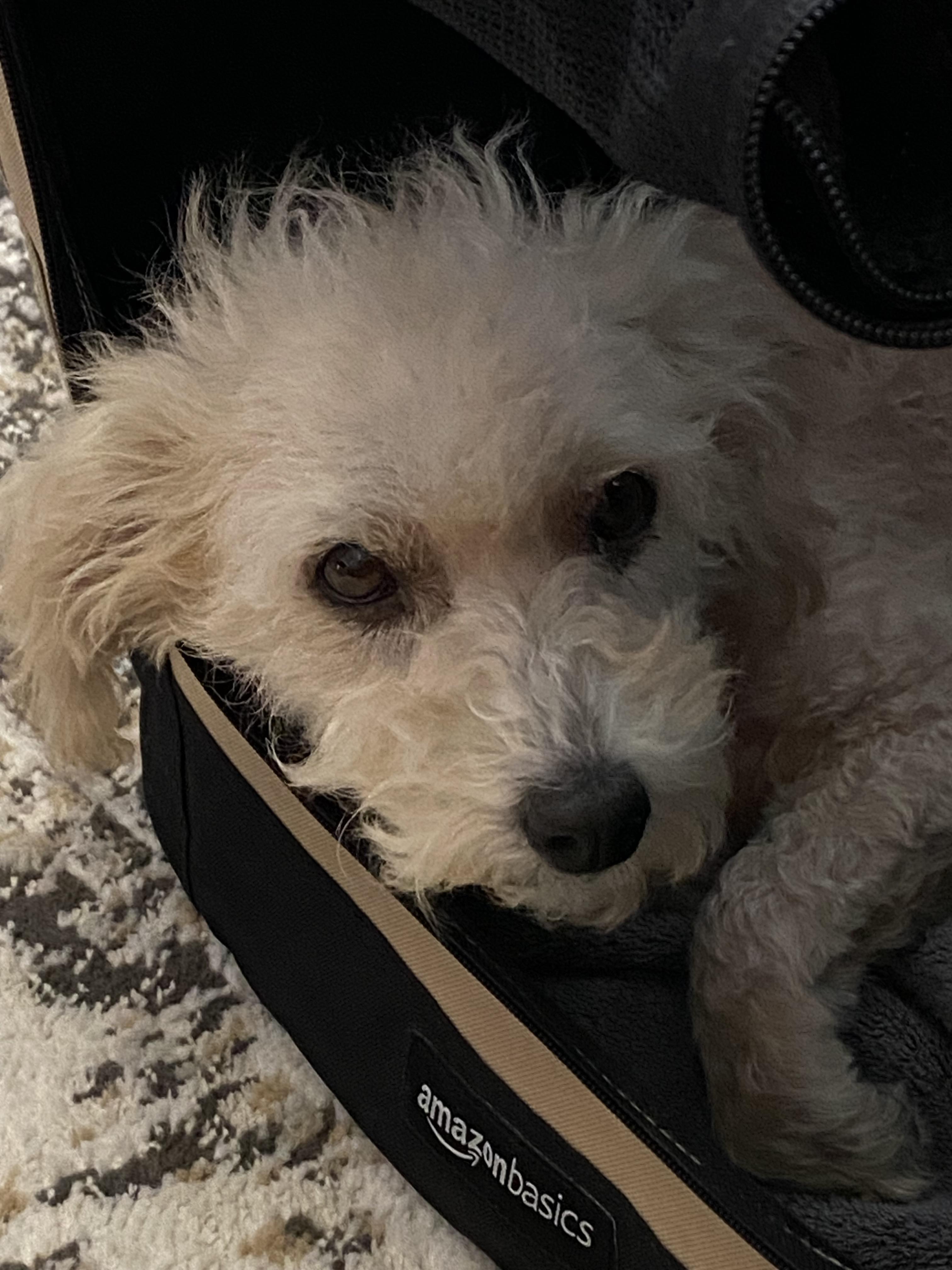 Enlarge Sophia, a ADOPTABLE mixed breed in Garland, TX image 1/6