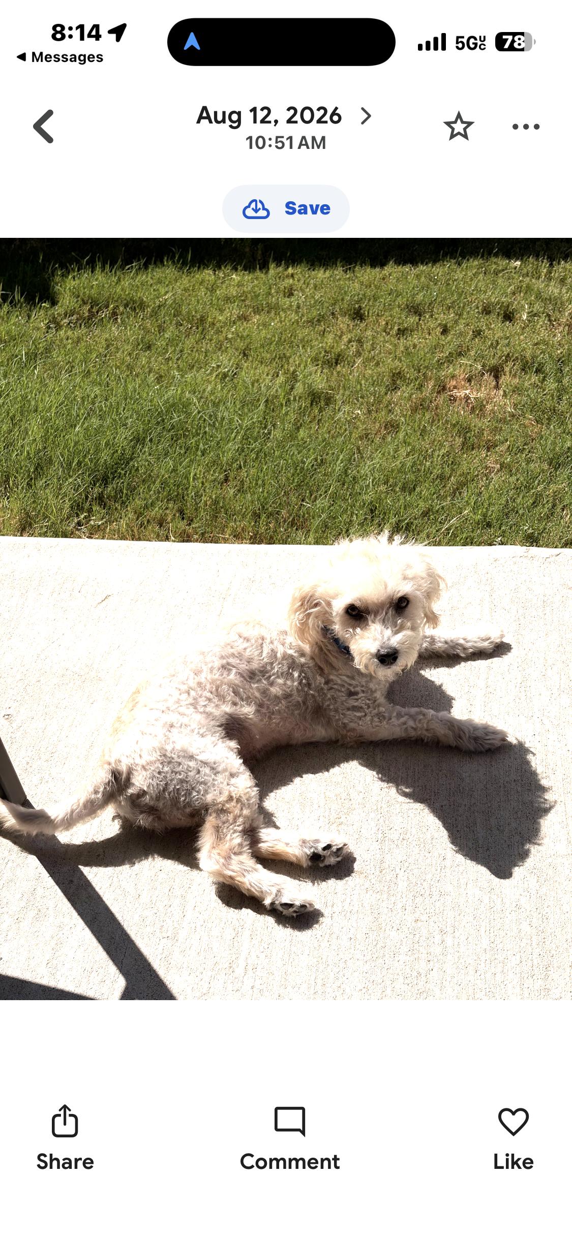 Enlarge Sophia, a ADOPTABLE mixed breed in Garland, TX image 6/6