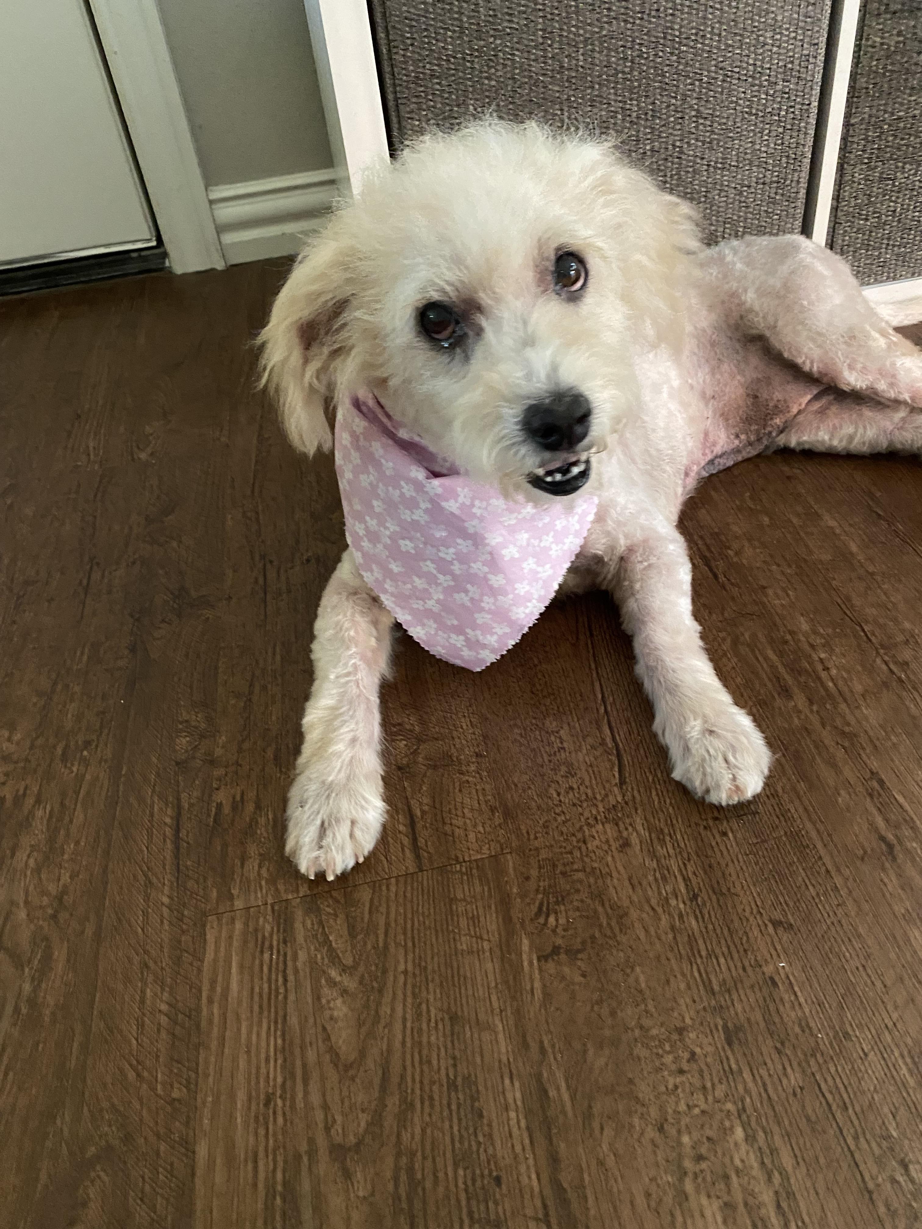 Enlarge Sophia, a ADOPTABLE mixed breed in Garland, TX image 2/6