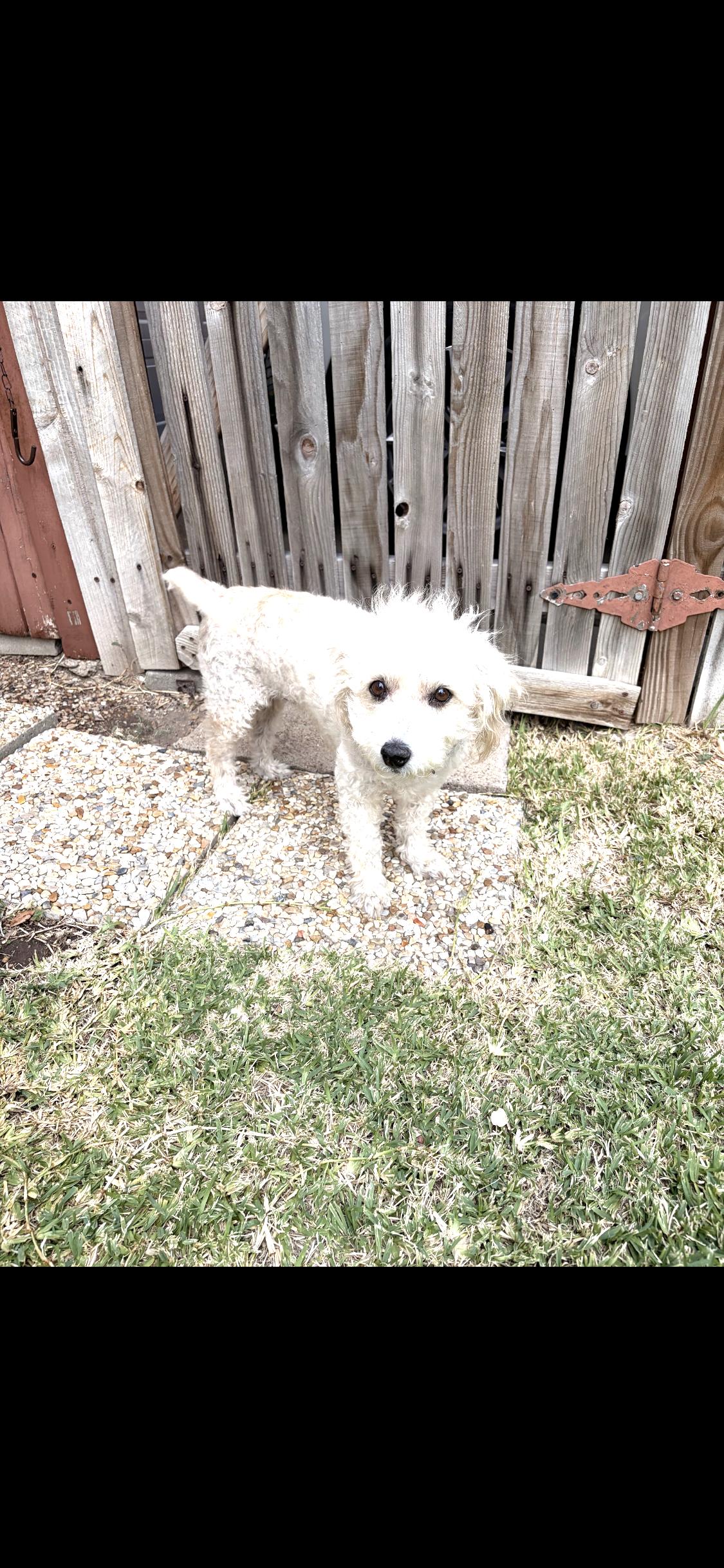 Enlarge Sophia, a ADOPTABLE mixed breed in Garland, TX image 4/6