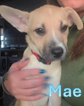 Mae, adopted, Young Female Labrador Retriever & Husky.