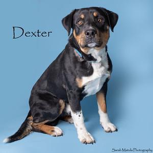 Dexter, Adoptable, Adult Male Rottweiler & Australian Cattle Dog / Blue Heeler.