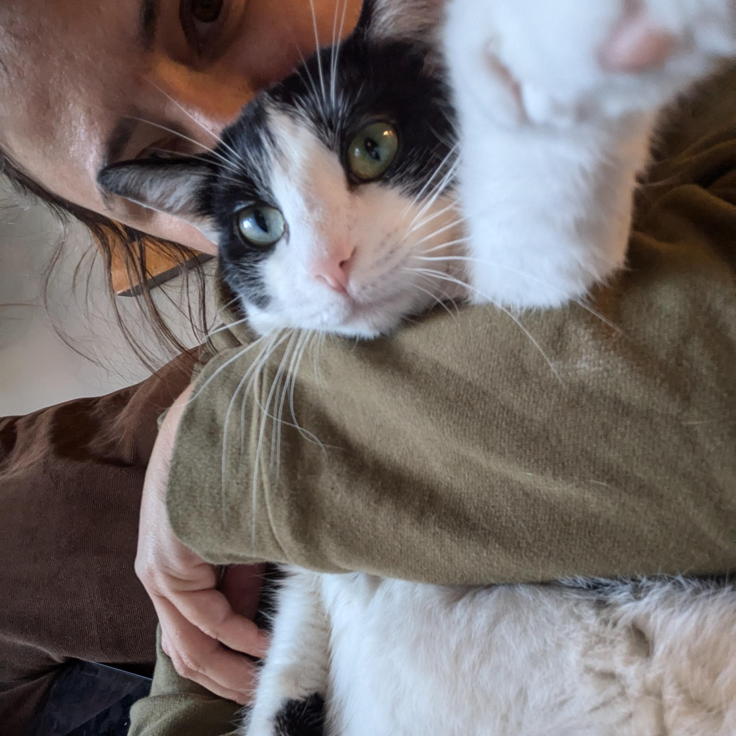 Enlarge Chanel (Talks Back, Cuddles Hard), a Adoptable Domestic Short Hair in Atlanta, GA image 5/6