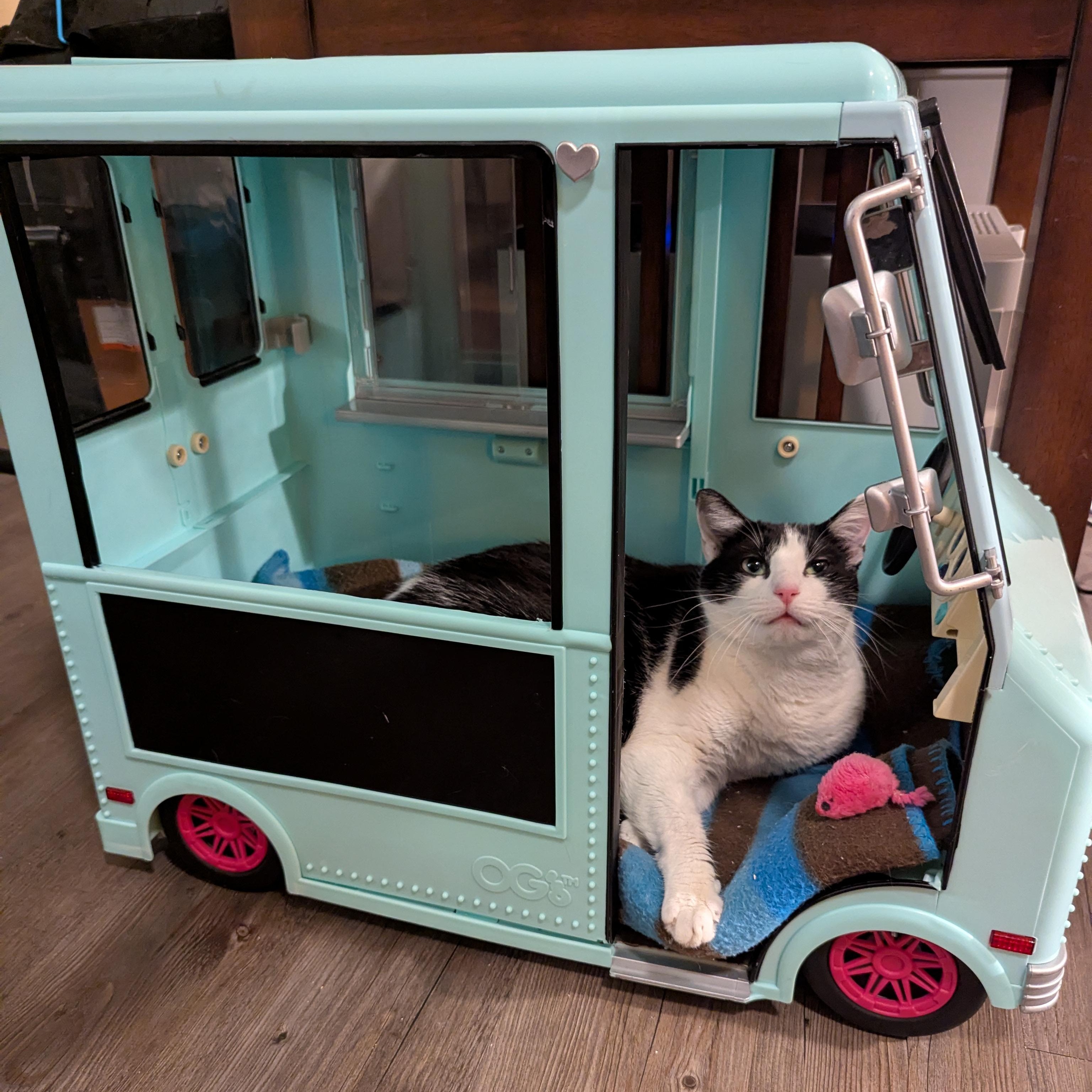 Enlarge Chanel (Talks Back, Cuddles Hard), a Adoptable Domestic Short Hair in Atlanta, GA image 6/6