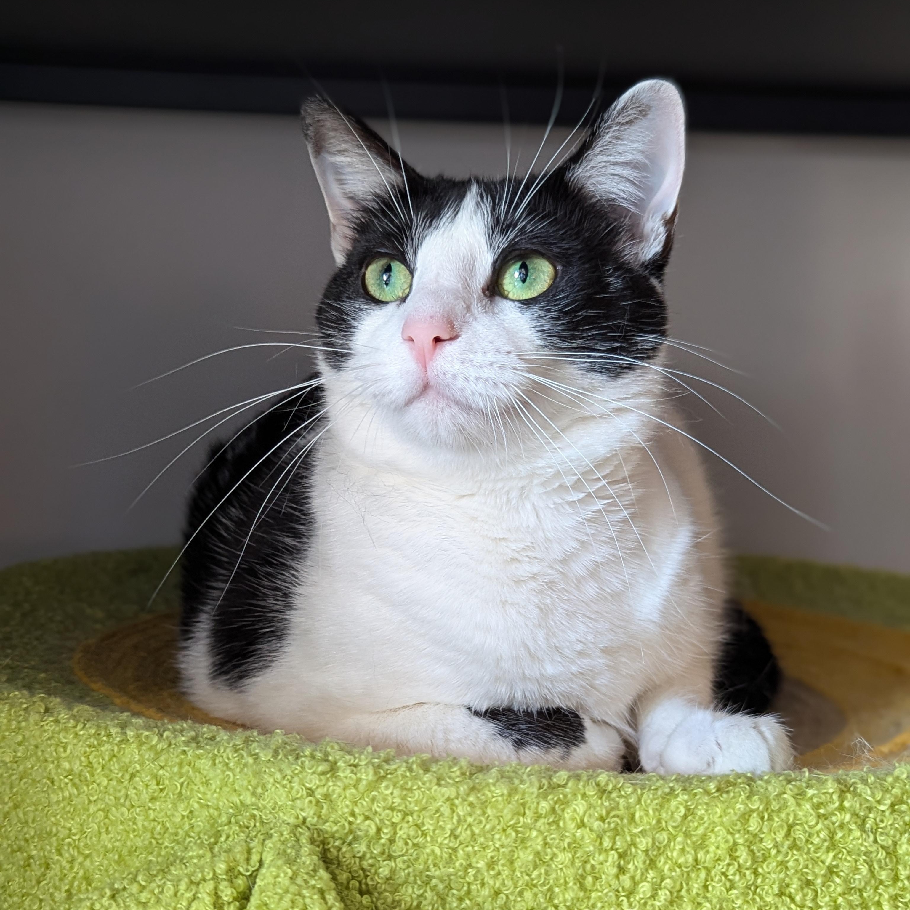 Chanel (Talks Back, Cuddles Hard), Adoptable, Young Female Domestic Short Hair.