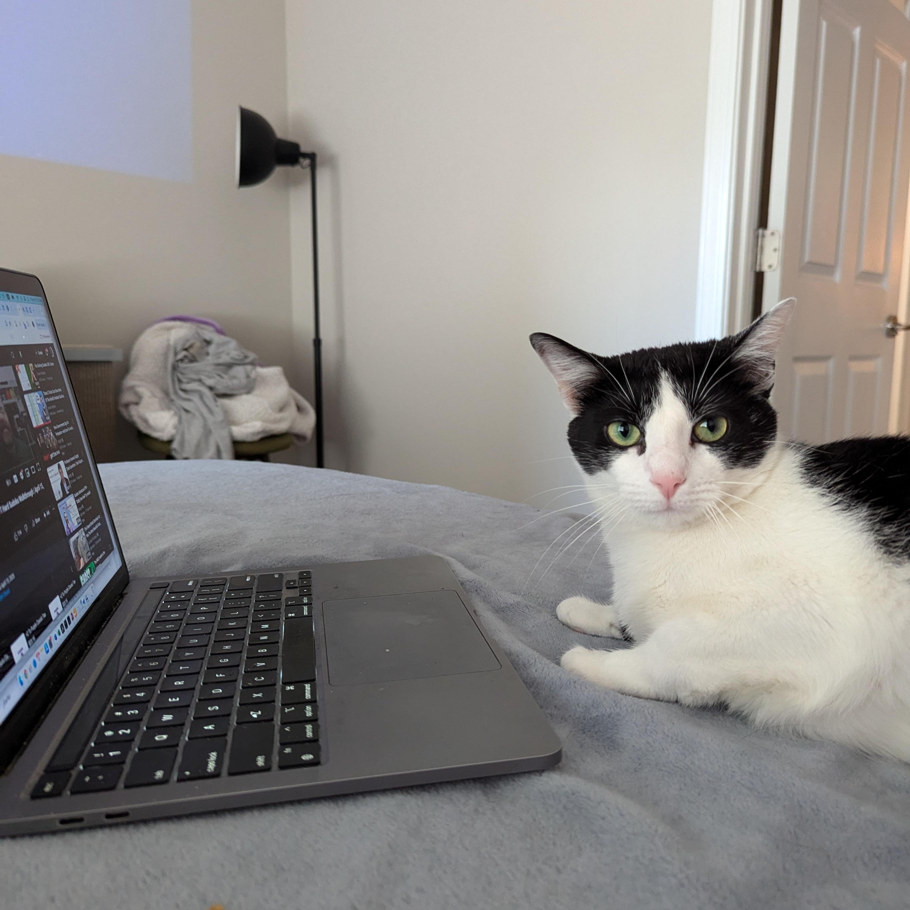 Enlarge Chanel (Talks Back, Cuddles Hard), a Adoptable Domestic Short Hair in Atlanta, GA image 4/6