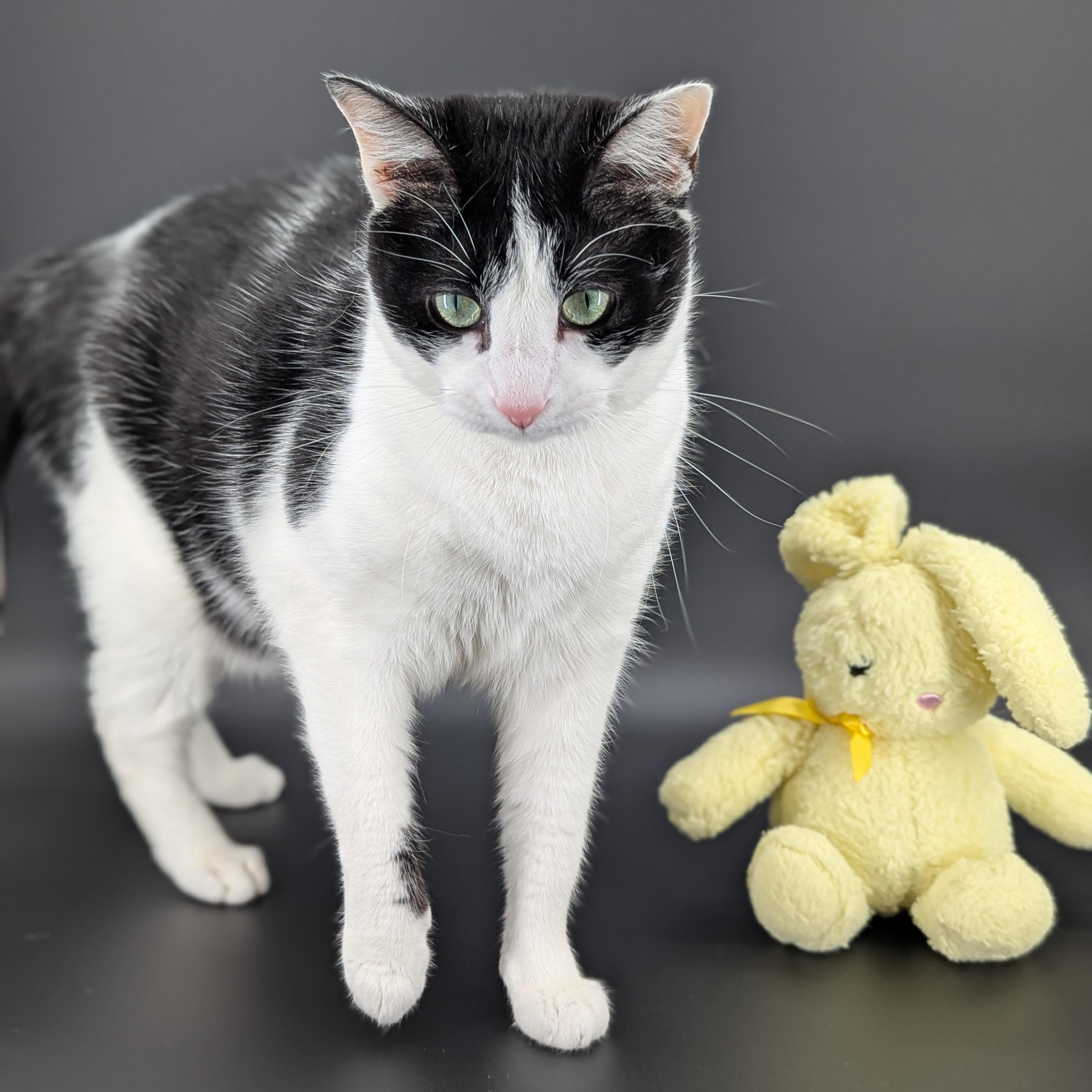 Chanel (Talks Back, Cuddles Hard), Adoptable, Young Female Domestic Short Hair.