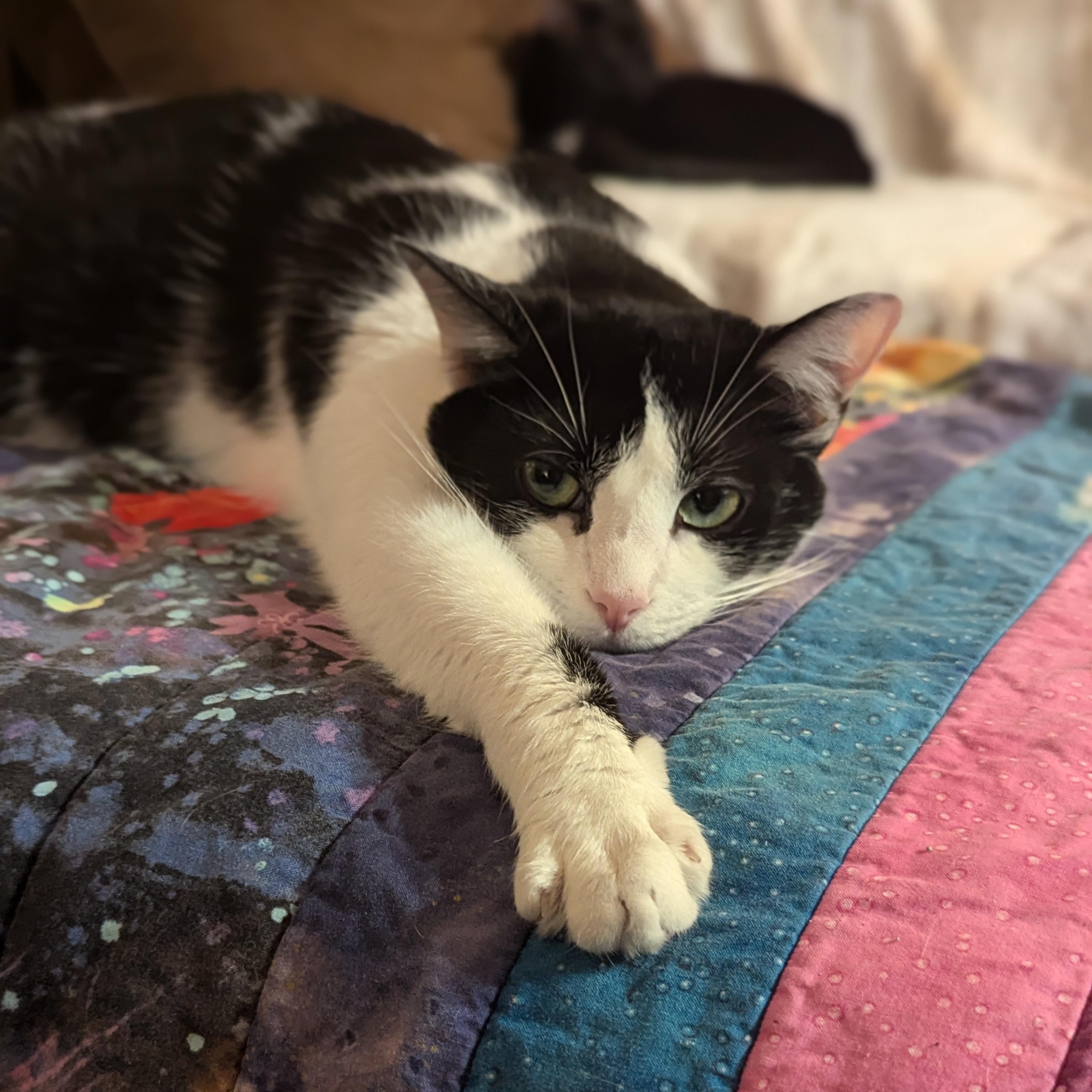 Enlarge Chanel (Talks Back, Cuddles Hard), a Adoptable Domestic Short Hair in Atlanta, GA image 3/6